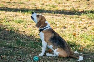 portrait du chien beagle à l'extérieur sur l'herbe photo