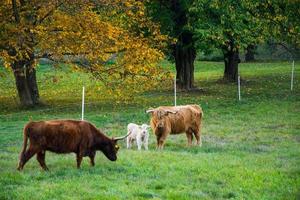 ferme avec des vaches de bétail des hautes terres sur le pré vert photo