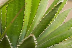 succulentes dans un habitat naturel, cactus dans le désert à l'extérieur photo