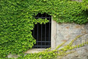 lierre vert sur le vieux mur de pierre avec portes photo