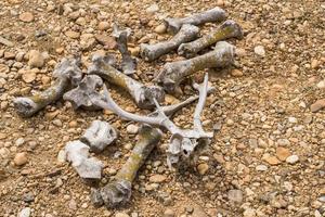 de nombreux os secs d'animaux dans le désert photo