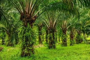 plantation de palmiers à huile, jungle tropicale, phang-nga, thaïlande photo