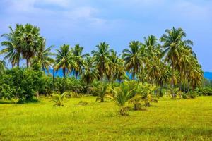 cocotiers avec champ vert et ciel bleu, plage de sable blanc kh photo