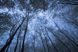 paysage avec parc d'automne brumeux, de nombreux arbres aux couleurs bleu froid photo