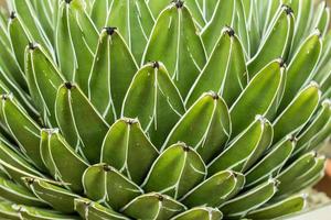 succulentes dans un habitat naturel, cactus dans le désert à l'extérieur photo