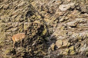 chèvre de montagne sauvage assis sur la falaise portrait en gros plan photo