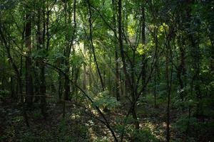 paysage avec rivière dans la forêt photo