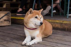 portrait de chien shiba inu, chien japonais allongé sur le parquet photo