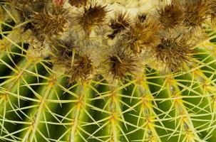 succulentes dans un habitat naturel, cactus dans le désert à l'extérieur photo