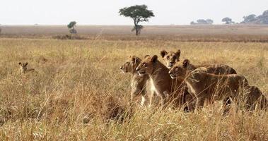 lions dans l'herbe photo