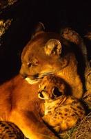 lion de montagne endormi femelle et chaton