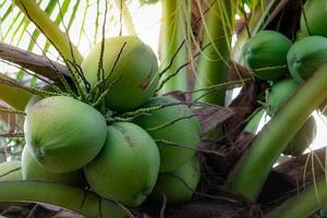 bouquet de noix de coco sur cocotier. Fruit exotique. palmier aux feuilles vertes et aux fruits. cocotier en thaïlande. cocoteraie. ferme agricole. boisson bio pour l'été. plante exotique.