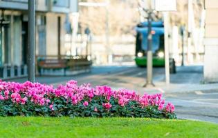 mise au point sélective des fleurs roses dans le jardin sur l'îlot de circulation et le tramway flou de la ville circule sur la voie du tramway dans la rue urbaine publique. transports modernes en europe. véhicule électrique. transports verts. ville intelligente. photo