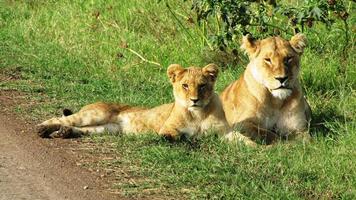 lionceaux à masai mara photo