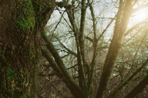 mise au point sélective mousse verte sur un tronc d'arbre dans la forêt. tronc d'arbre recouvert de mousse verte sur fond flou branches d'arbre dans la jungle. beauté dans la nature. fond d'écran nature. biodiversité en forêt. photo