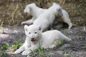 fierté des lionceaux blancs photo