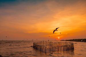 beau ciel coucher de soleil et nuages sur la mer. oiseau volant près de la forêt de mangrove d'abondance. écosystème de mangrove. bon environnement. paysage de bord de mer ou de côte. ciel coucher de soleil pittoresque en thaïlande. photo