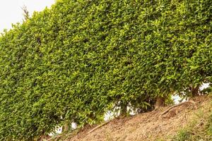 gros plan de la clôture à partir de nombreux feuillages verts denses. photo