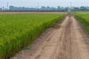 chemin de terre et grains de riz. photo