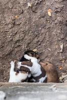 le chiot dort par terre sous une plate-forme en béton. photo