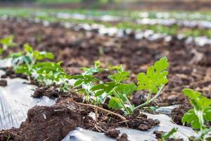 feuilles en gros plan de rangées plantées de pastèques. photo