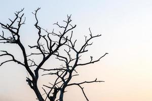 silhouettes, branches mortes et soleil. photo