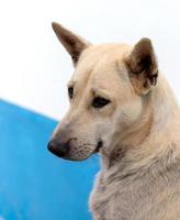 visage en gros plan, chien thaïlandais, crème blanche. photo