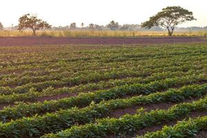 zone rurale de plantation de patates douces. photo