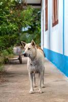 chien blanc crémeux thaïlandais debout à côté de la maison. photo