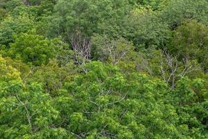 au-dessus de la cime de nombreux arbres et feuilles sèches. photo