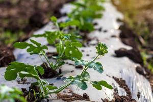 feuilles en gros plan plantant de la pastèque. photo