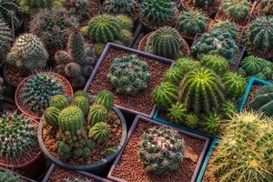 de nombreux groupes de cactus en pots. photo