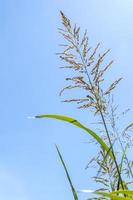 fleurs de l'herbe contre le ciel du jour. photo