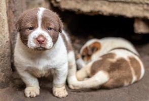 les deux chiots thaïlandais près des terriers sur le sol. photo