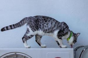 un chat à motifs noir et blanc lèche l'eau sur le compresseur. photo