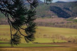 pin dans la nature photo