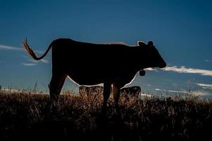 vaches qui paissent sur l'alpage photo