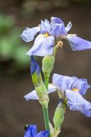 gros plan de fleur d'iris photo