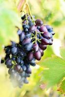 raisins bleus sur vigne