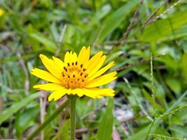 fleurs jaunes dans le fond abstrait jardin naturel photo