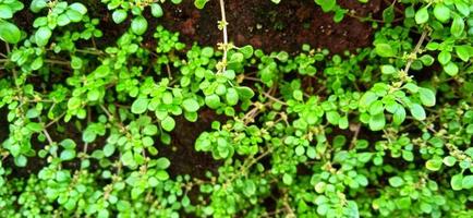 plante pilea microphylla. p. microphylla connue sous le nom de angeloweed, plante d'artillerie, plante de poudre de joie ou brilhantina. plante annuelle originaire de floride, mexique, antilles, amérique centrale et méridionale tropicale photo