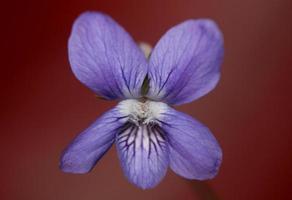 Floraison violette fleur gros plan viola riviviana famille violaceae botanique haute qualité grande taille imprime fond moderne photo