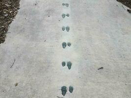 Traces ou empreintes d'animaux sur un trottoir en ciment gris photo