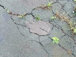 dommages ou fissures dans l'asphalte noir avec des mauvaises herbes photo