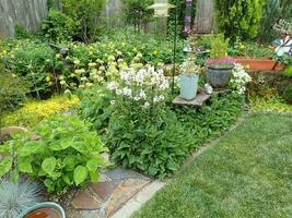 plantes avec des feuilles vertes et des fleurs et de l'herbe photo