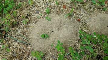 fourmilière ou colline dans l'herbe ou la pelouse ou la cour photo