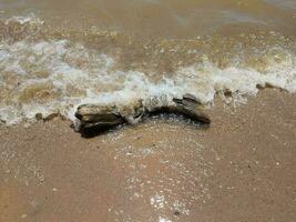 sable avec vagues et rochers et bois flotté photo