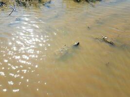 tortue serpentine nageant dans une eau trouble ou boueuse photo