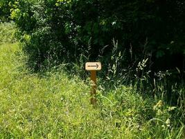 flèche noire sur panneau en bois et plantes vertes photo