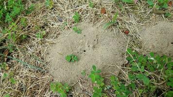 fourmilière de terre ou monticule et herbe photo